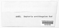 Septoria ornithogalea image